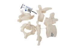 Model 5 kręgów ludzkich, luźno nawleczonych na nylon - 3B Smart Anatomy - 1000148 [A75/1]